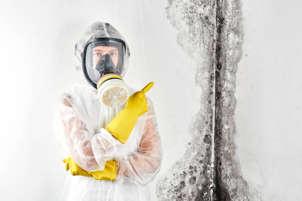 Best Emergency Mold Remediation  in Bay Point, CA