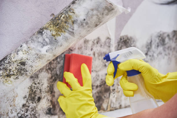 Best Comprehensive Air Testing for Mold Contaminants  in Bay Point, CA